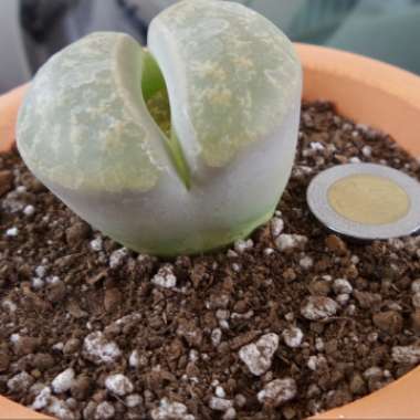 Living Stones