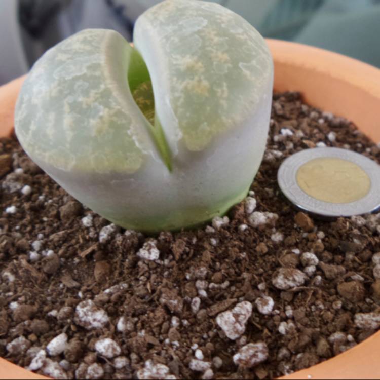 plant image 603279