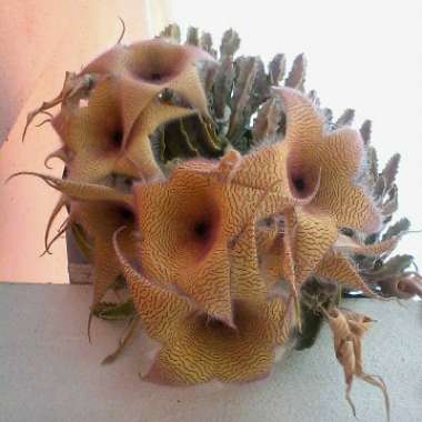Starfish flower