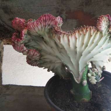 Variegated coral cactus