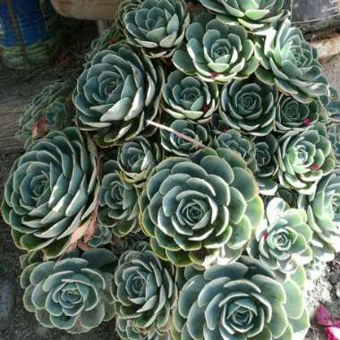 Echeveria 'Peacockii'