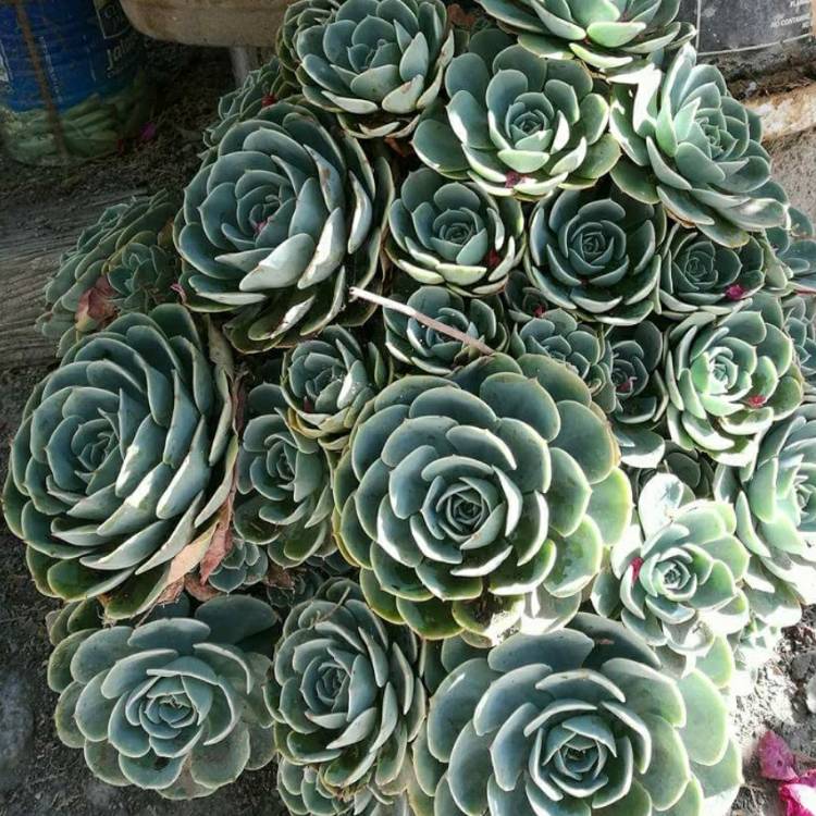 Plant image Echeveria Desmetiana v. Peacocki