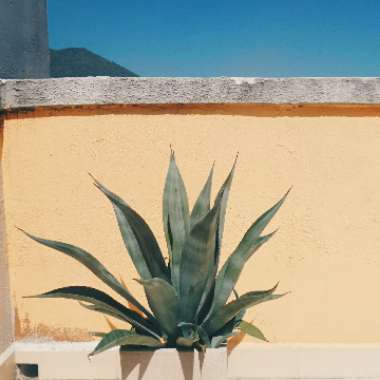 Agave 'Americana'