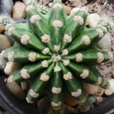 Echinopsis oxygona