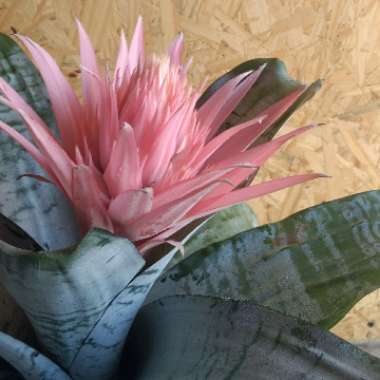 Bromeliad Aechmea Fasciata Primera