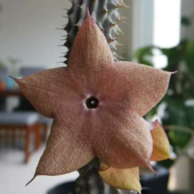 petithaworthia's plant