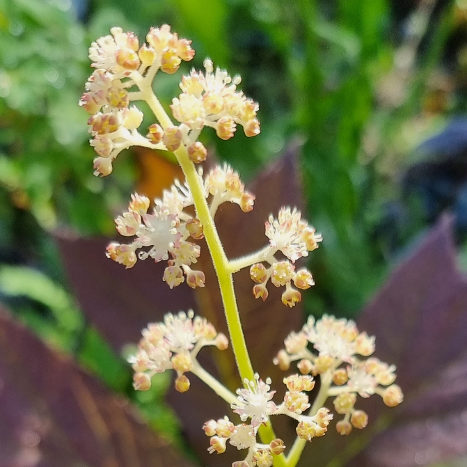 Plant image Rodgersia