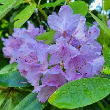 Rhododendron  (Rhododendron Varieties)