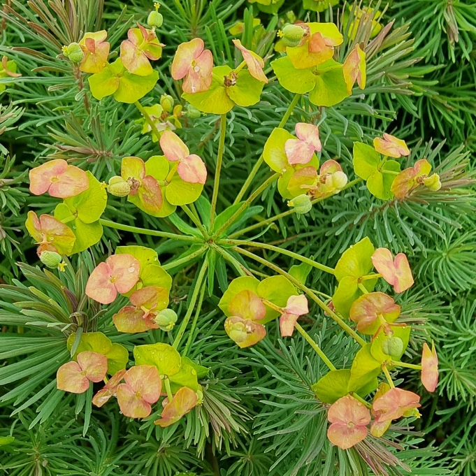 Plant image Euphorbia cyparissias 'Fen's Ruby'