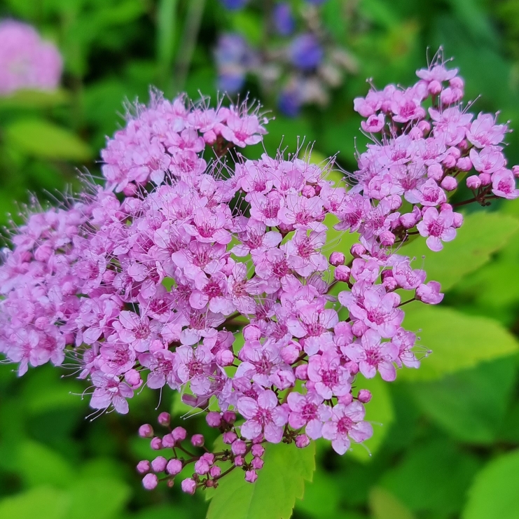 Plant image Spiraea japonica