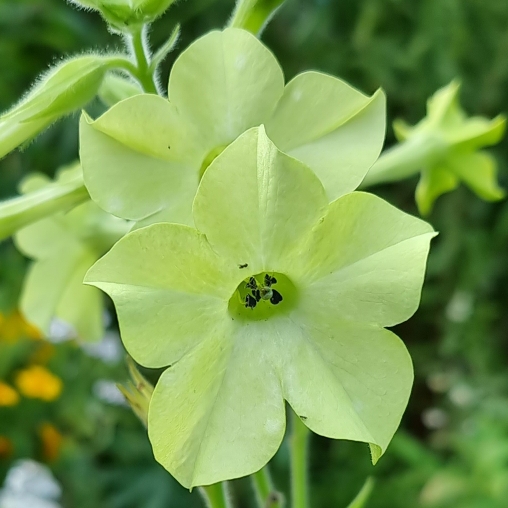 Plant image Nicotiana alata 'Lime Green'