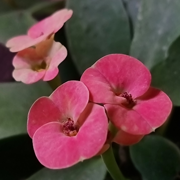 Plant image Euphorbia milii