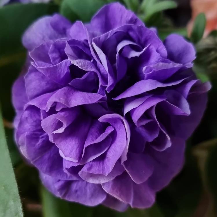 Plant image Petunia Double