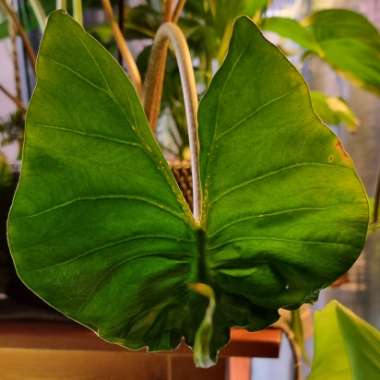 Alocasia 'Stingray'