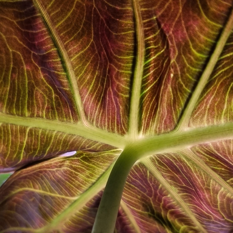 Plant image Alocasia