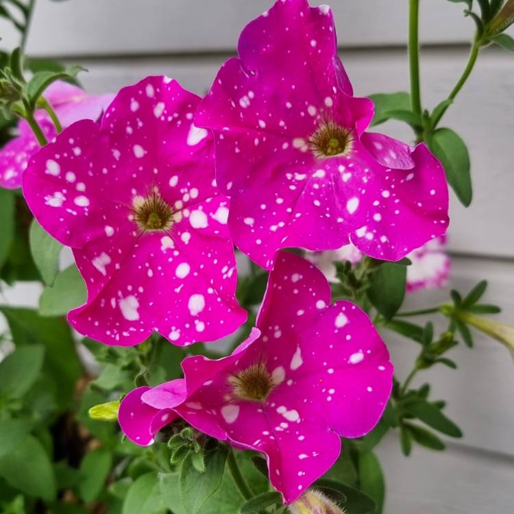 Plant image Petunia 'Kleph17342' syn. Petunia 'Pink Sky', Petunia 'BabyDoll', Petunia 'Headliner Pink Sky'