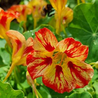Nasturtium
