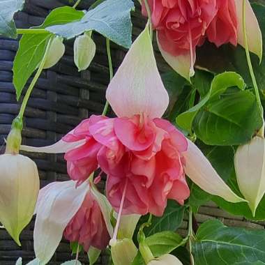 Fuchsia (Half-Hardy)