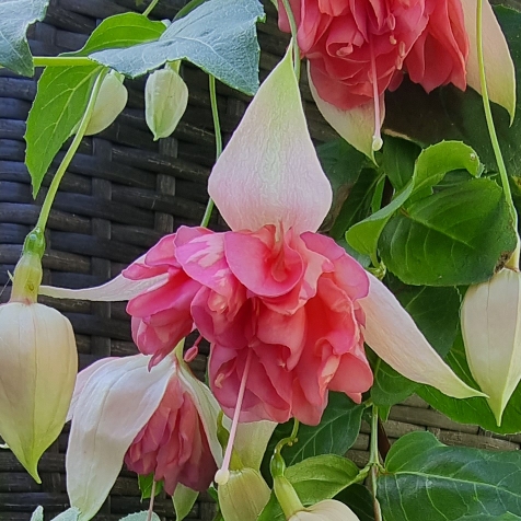 plant image 1685084