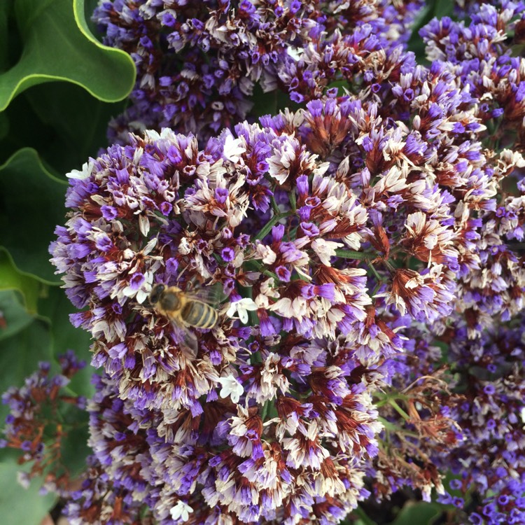 Plant image Limonium perezii 'Blue Seas'