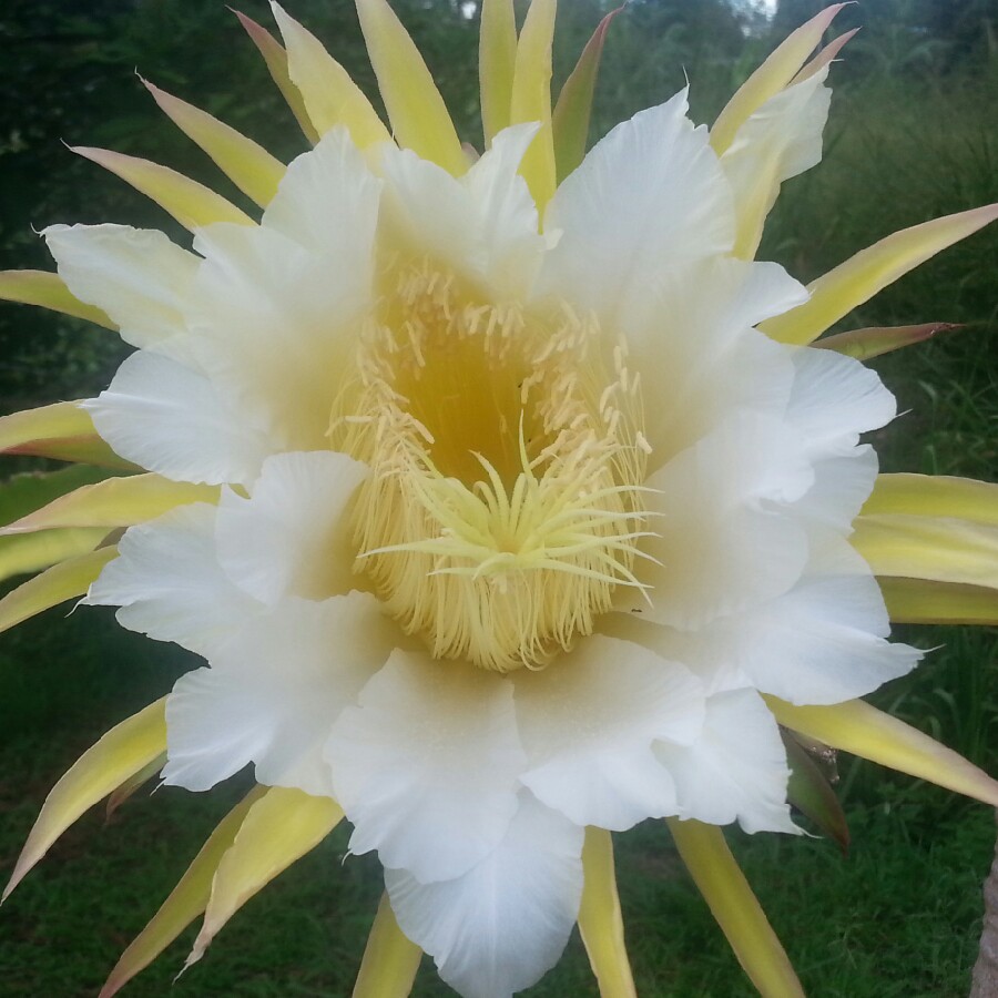 Dragon Fruit Cactus