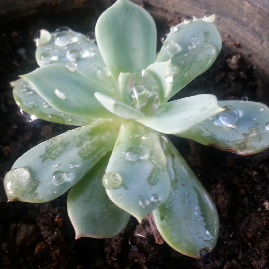 Plant image x Pachyveria Dr Cornelius