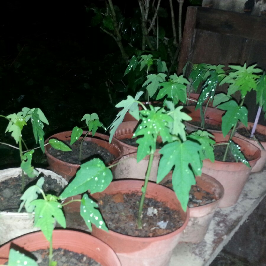 Papaya