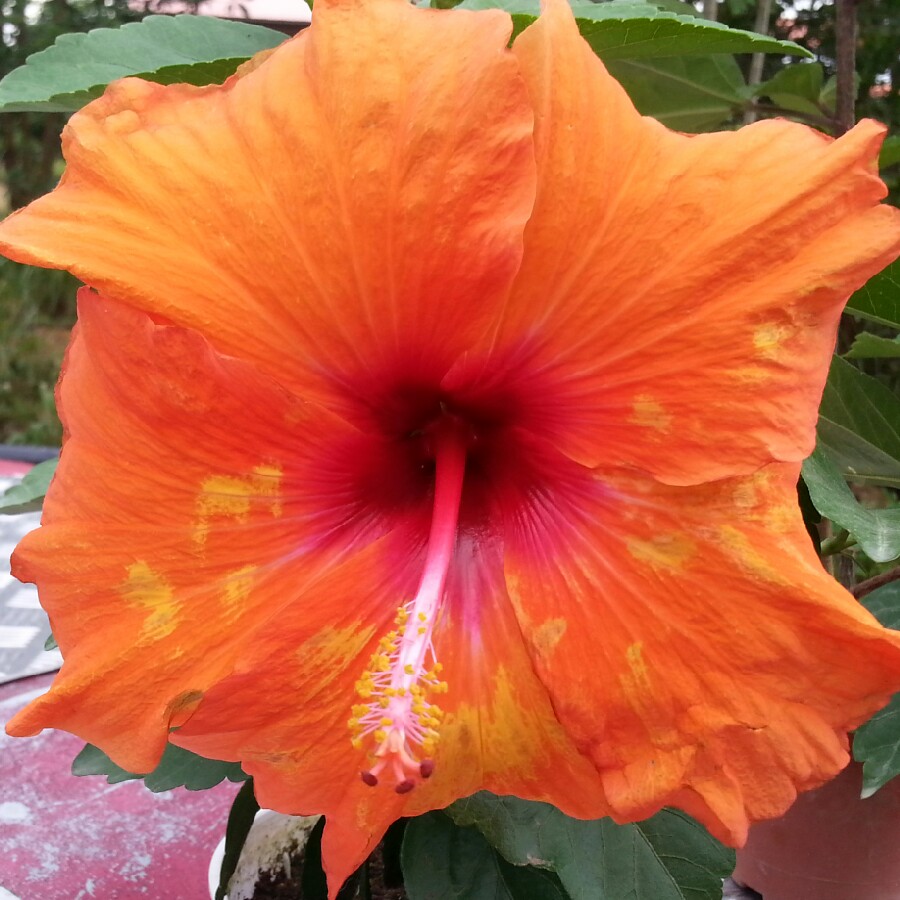 plant image 91701