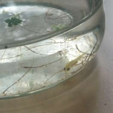 Azolla