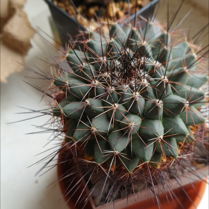 plant image 1010480