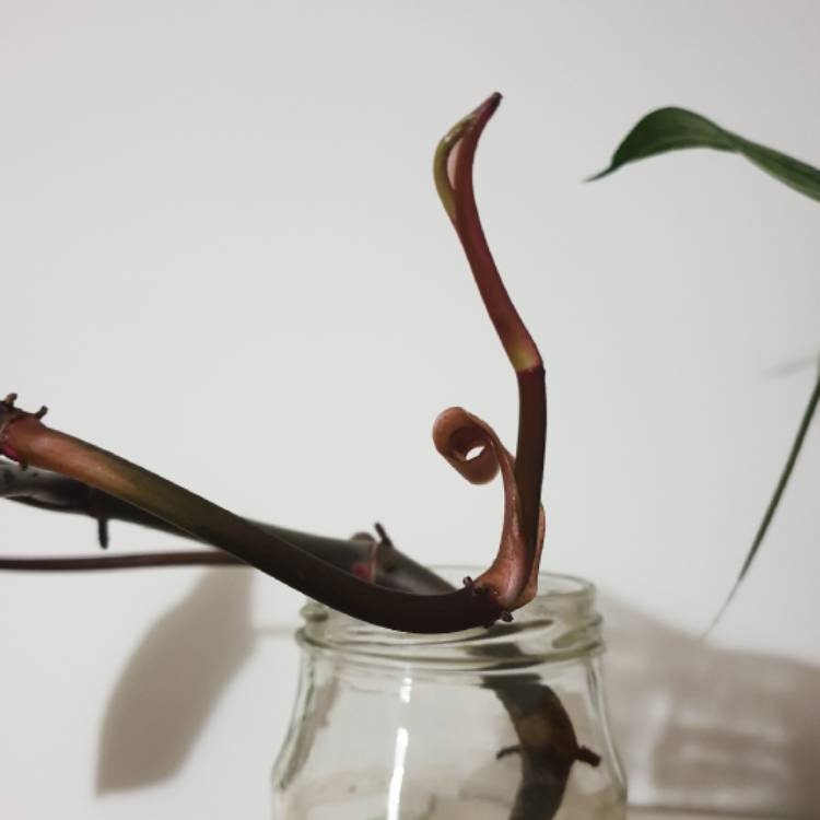 plant image 1049578