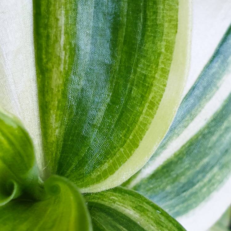 Plant image Tradescantia fluminensis 'Variegata'