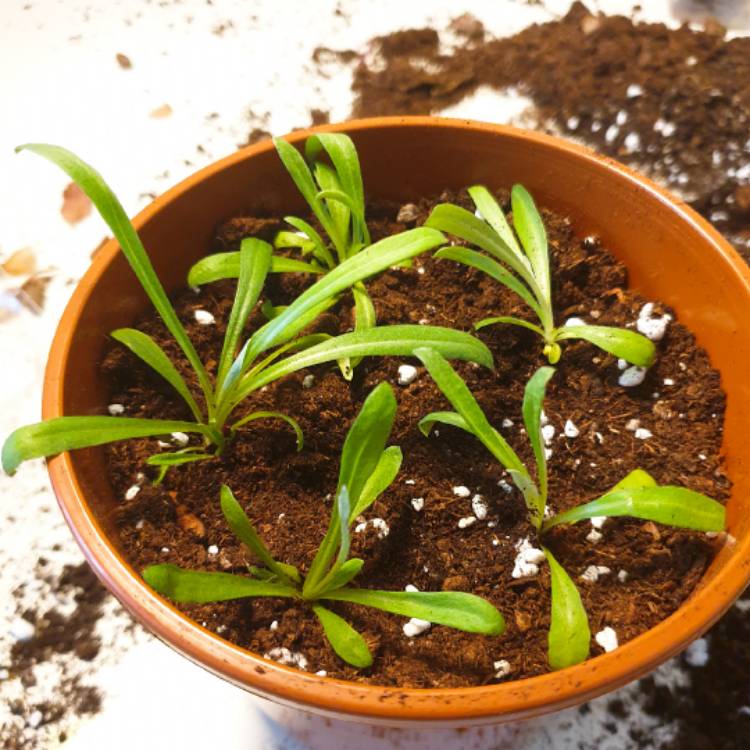 Plant image Leontopodium alpinum