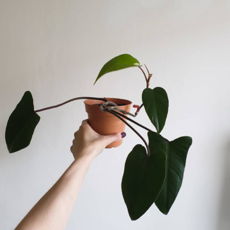 plant image 1083863