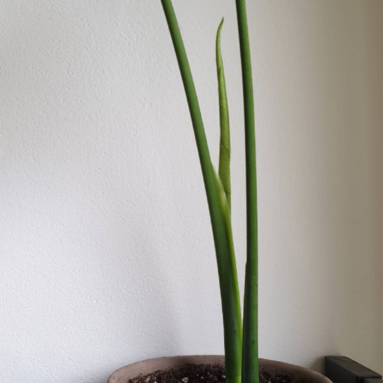plant image 1087694 plant image 1087694