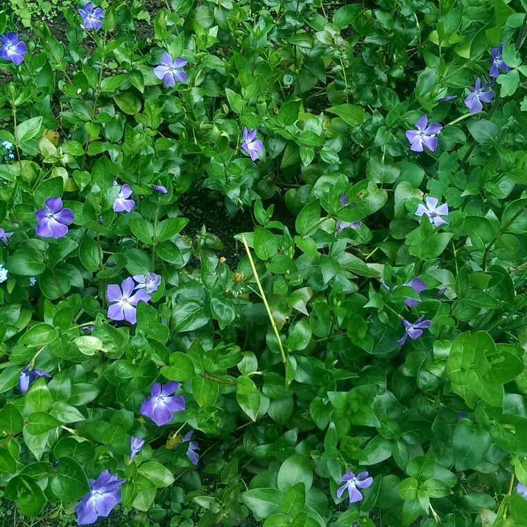 Plant image Vinca minor 'Limelight'