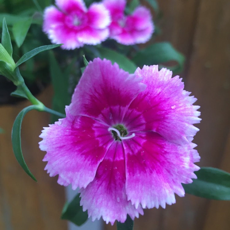 Plant image Dianthus alpinus