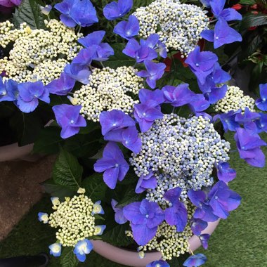 Hydrangea 'Normalis'