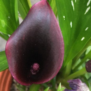 Calla Lily