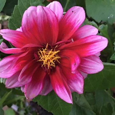 Dahlia