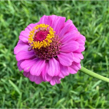 Zinnia 'Purple Prince'