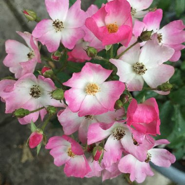 Rose 'For Your Eyes Only' (Shrub)