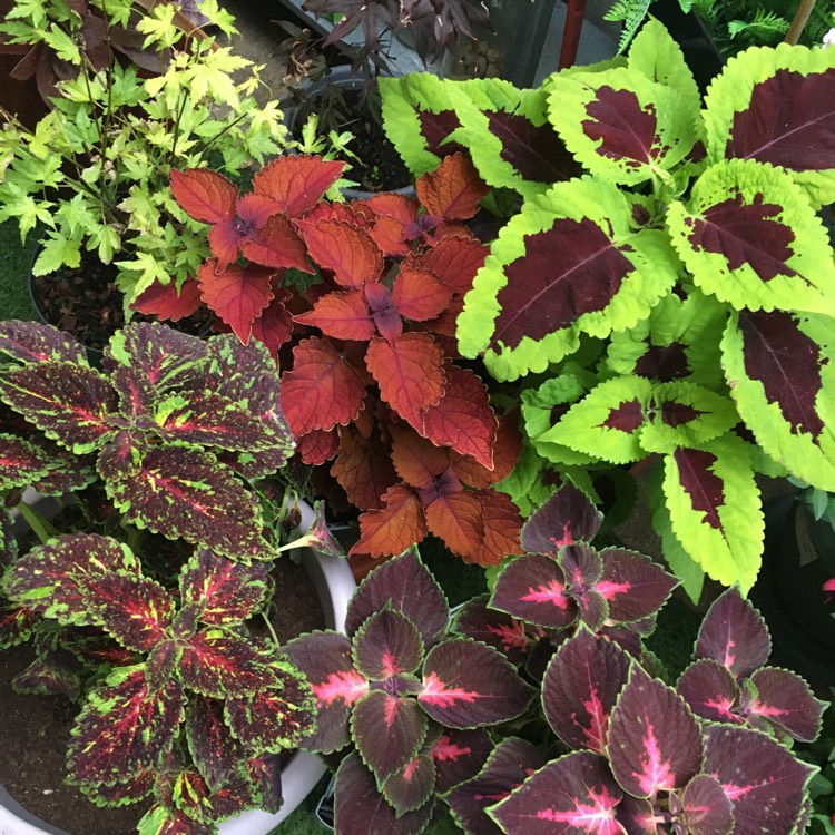 plant image 1510276