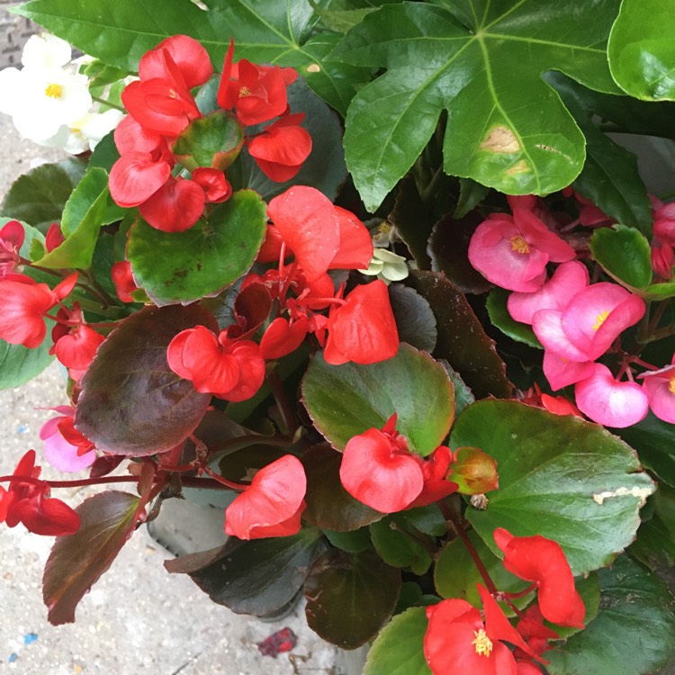 plant image 1510278 plant image 1510278