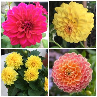 Dahlia