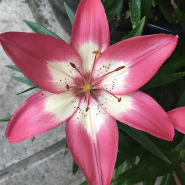 Lily (Oriental)