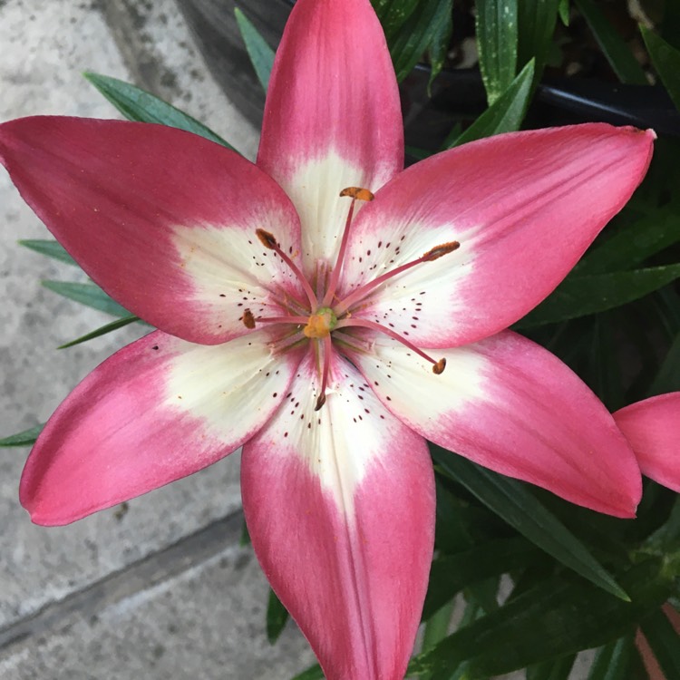 plant image 1512526