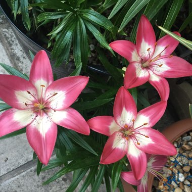 Pauline's garden