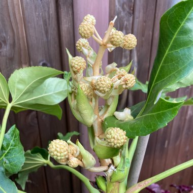 Pauline's garden