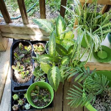 Patricia 's garden